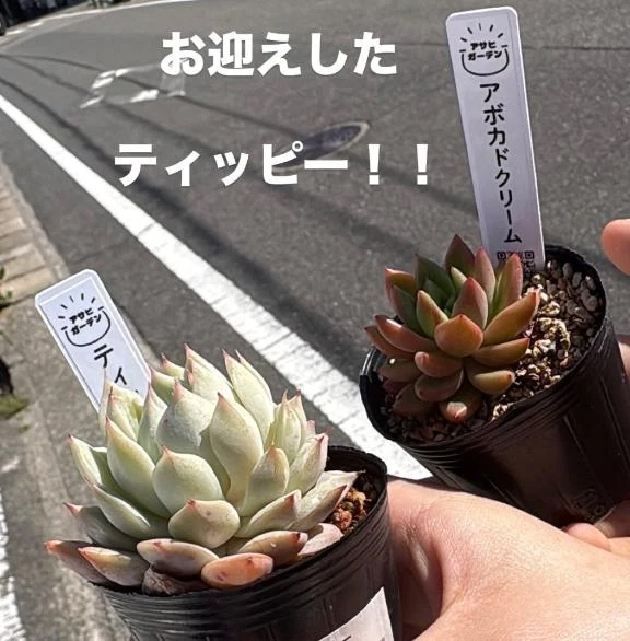 さざれ