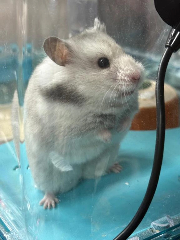 せいら