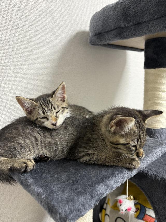 もか