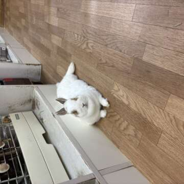みれい