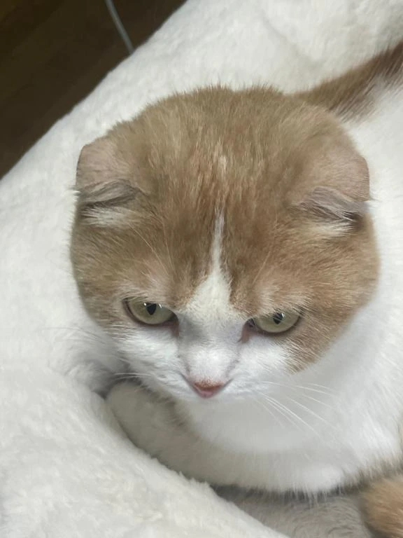 あずさ