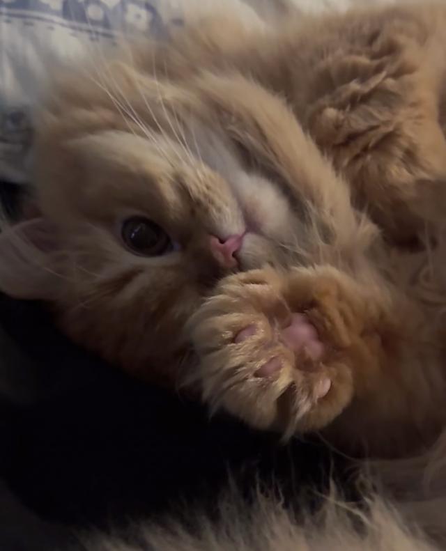 いちご