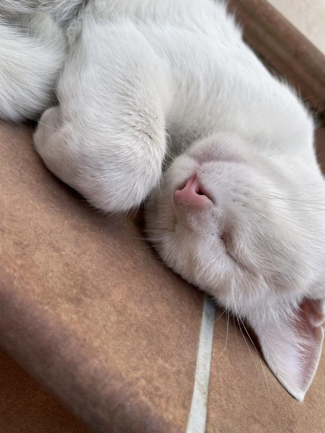 のの