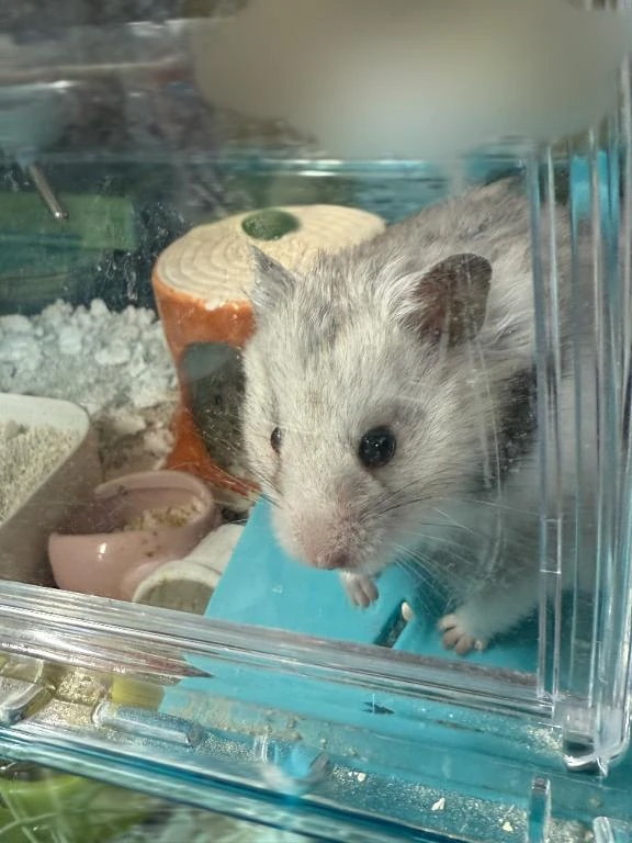 せいら