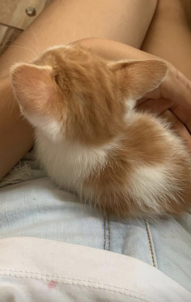 こころ