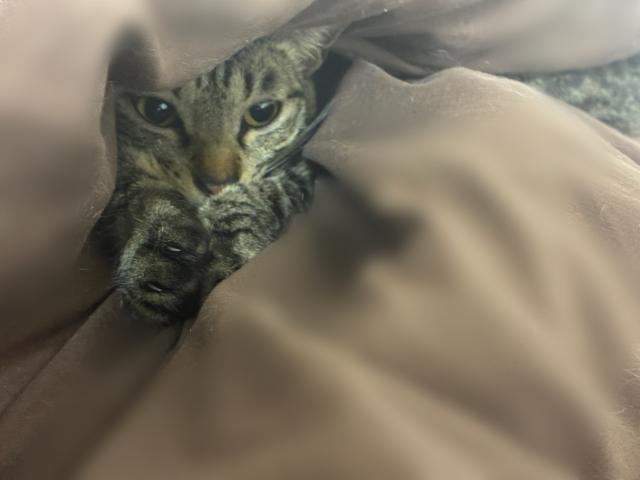 ゆうか