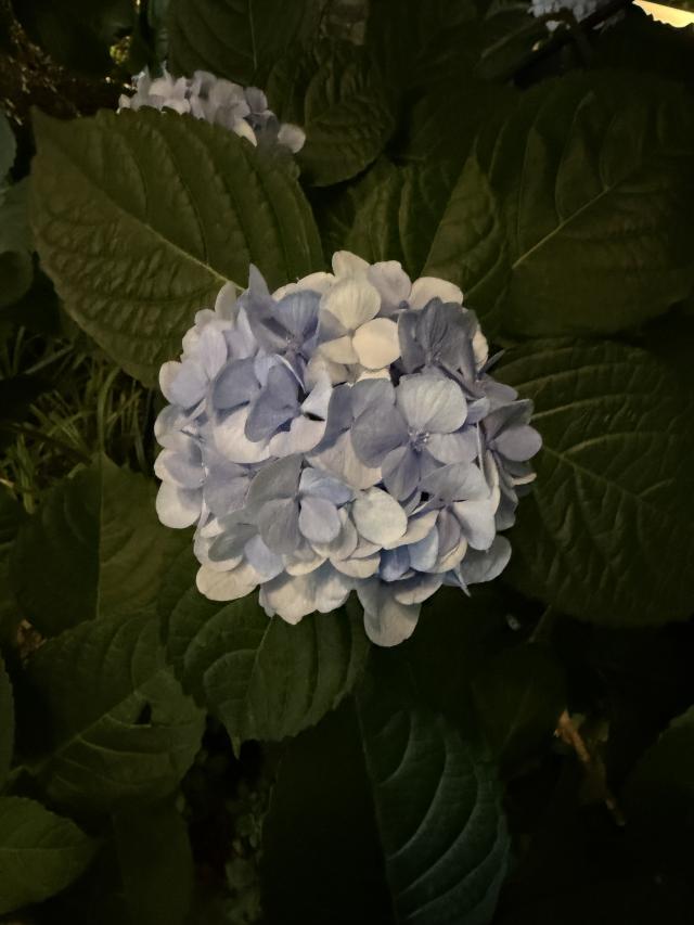 すずな