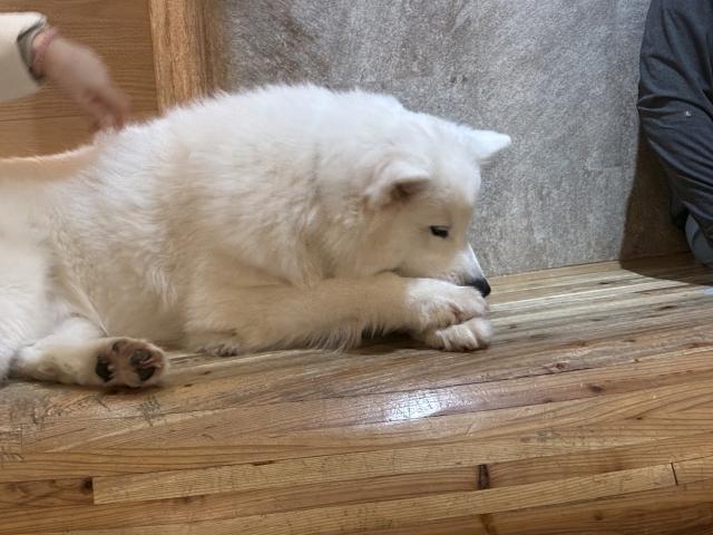 ゆうか