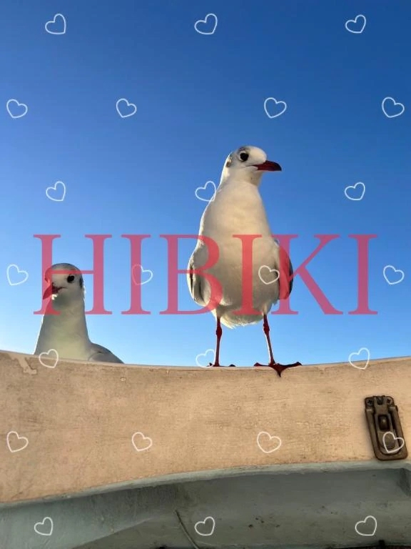 ひびき