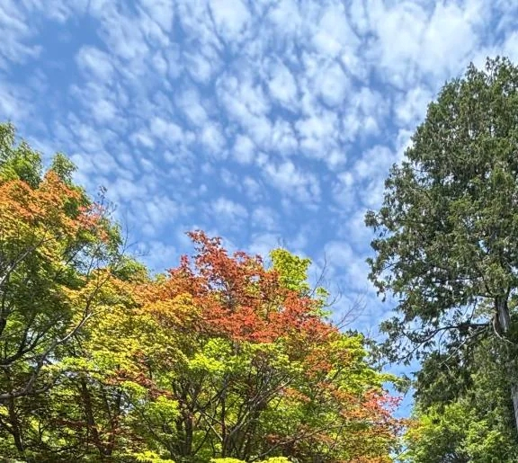 こう