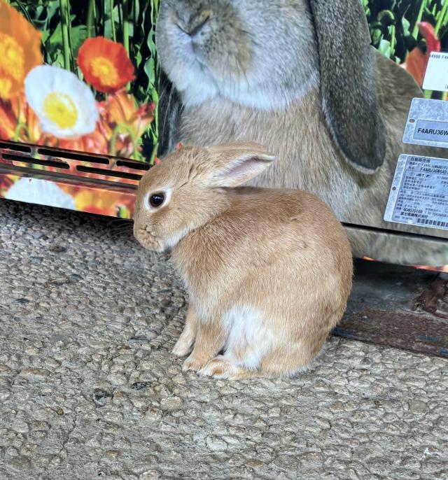 ゆうか