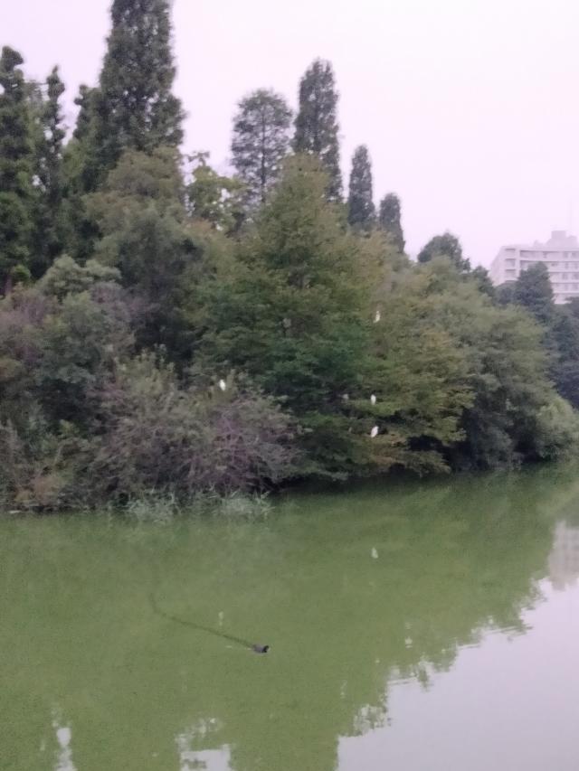 まな