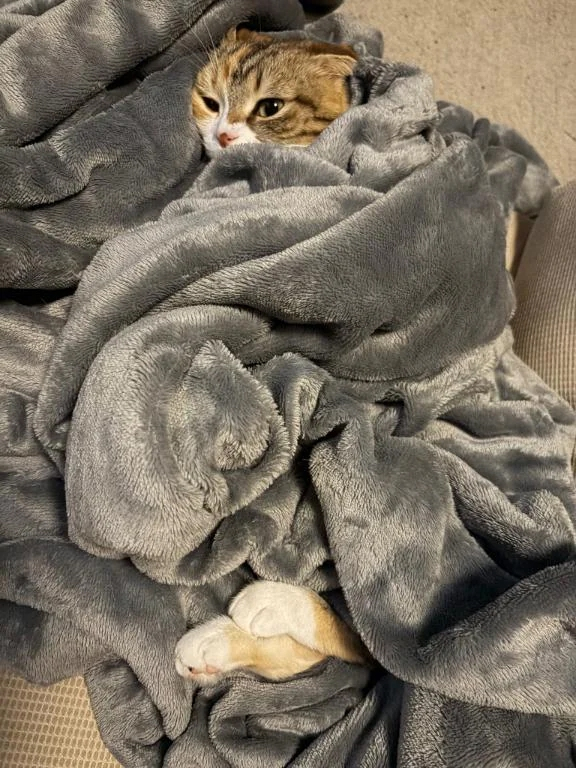 ふうか