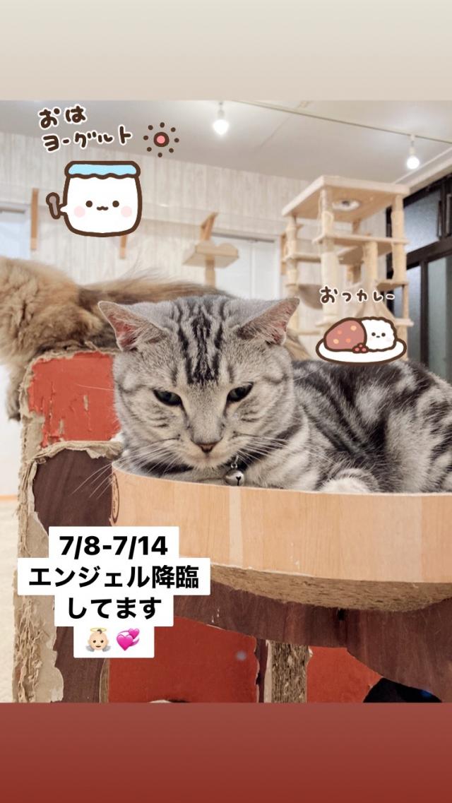 エンジェル