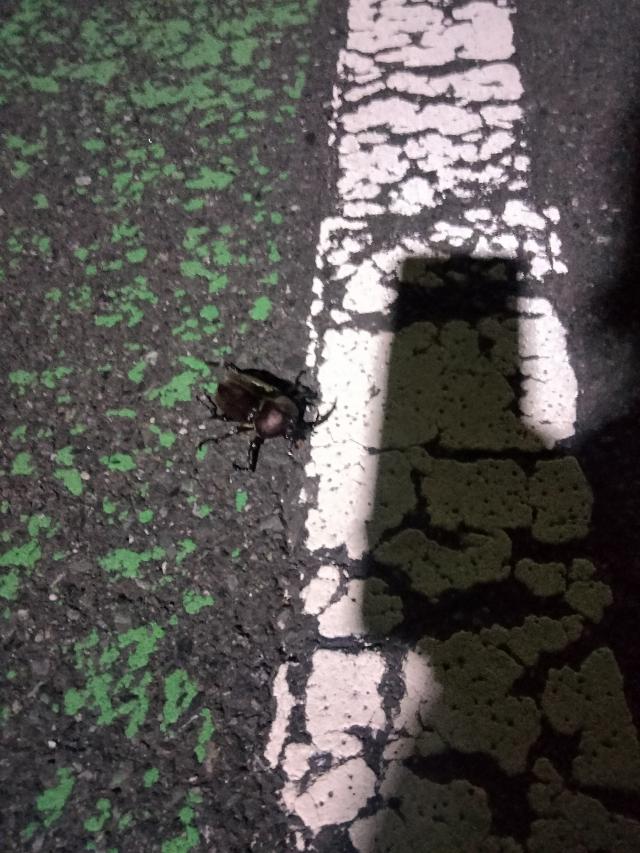 まな