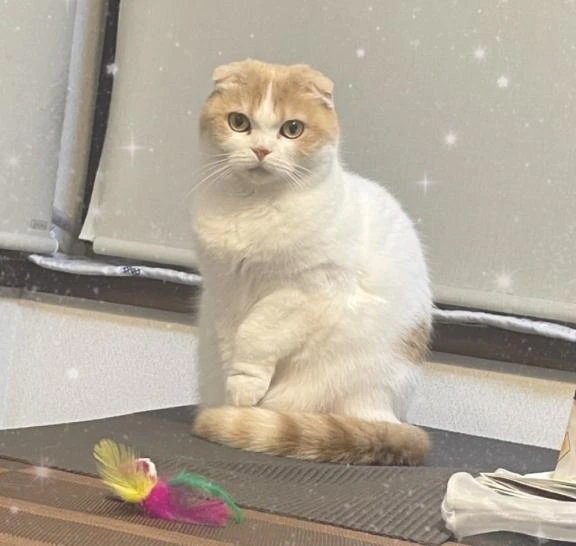 あずさ