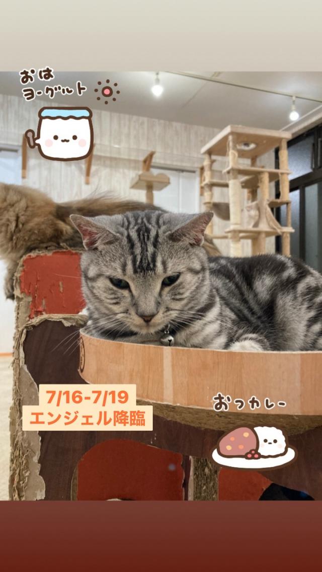 エンジェル