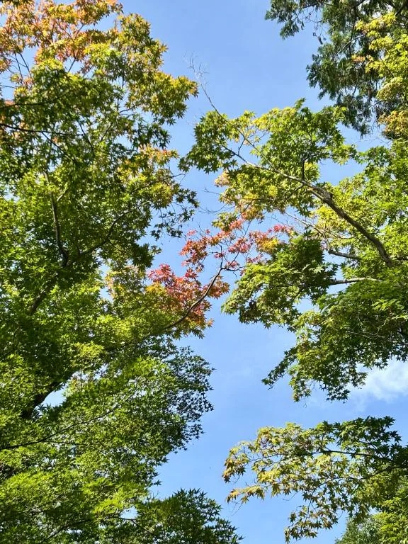 こう