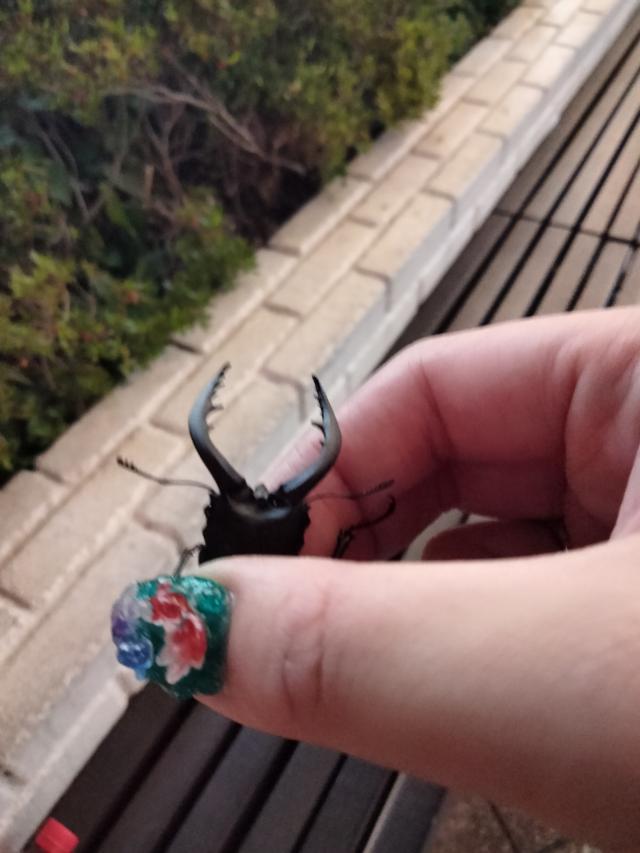 まな