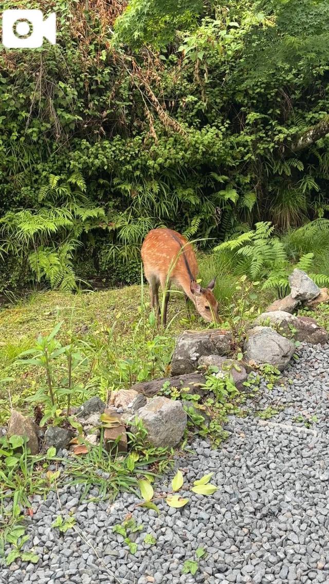 うたな