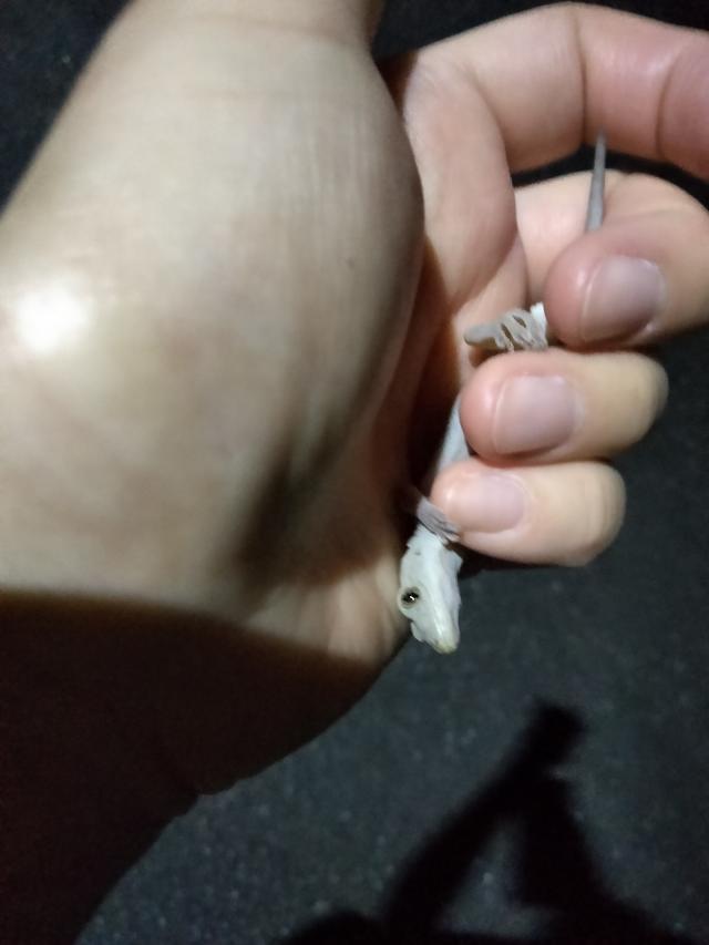 まな