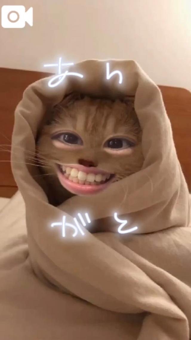 うたな