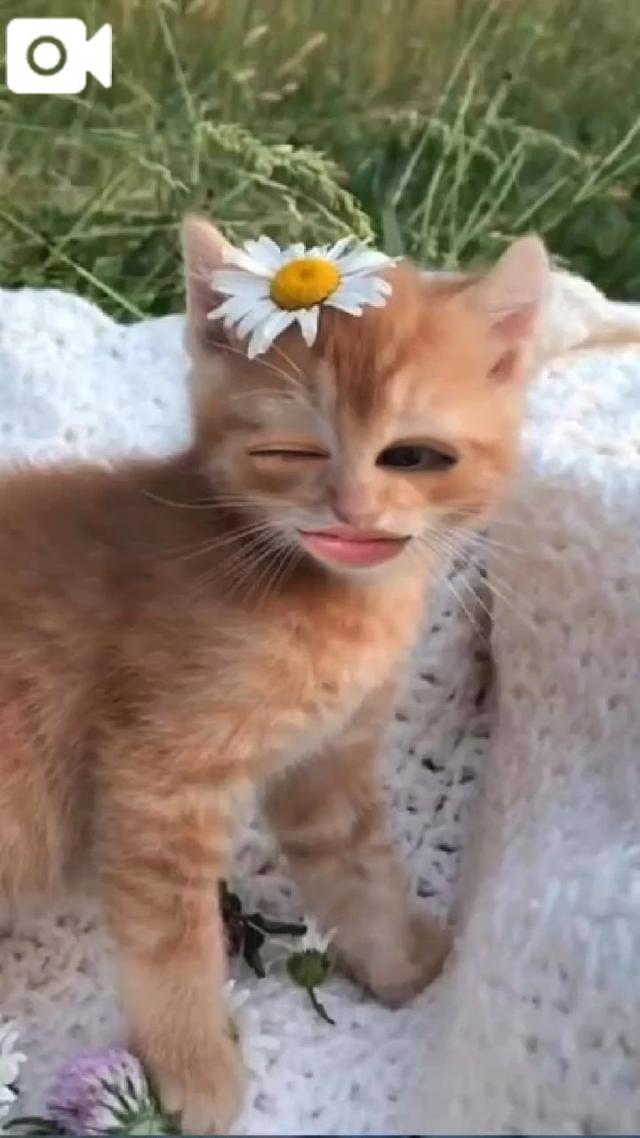 うたな