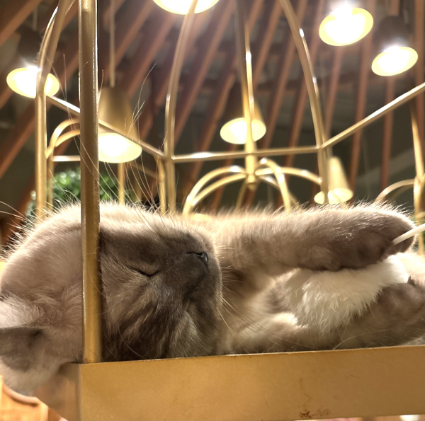 ちさ