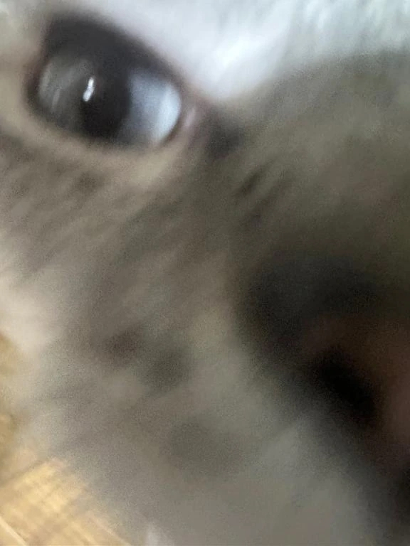 みんと
