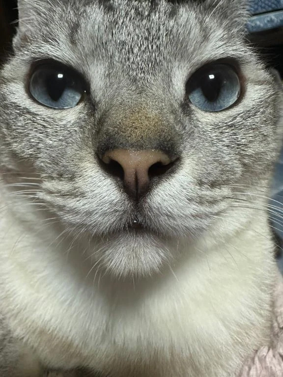 みんと