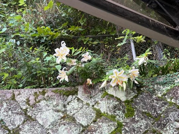 ちょこ