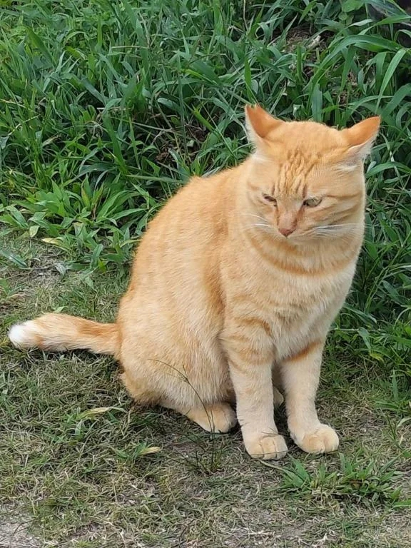 みんと