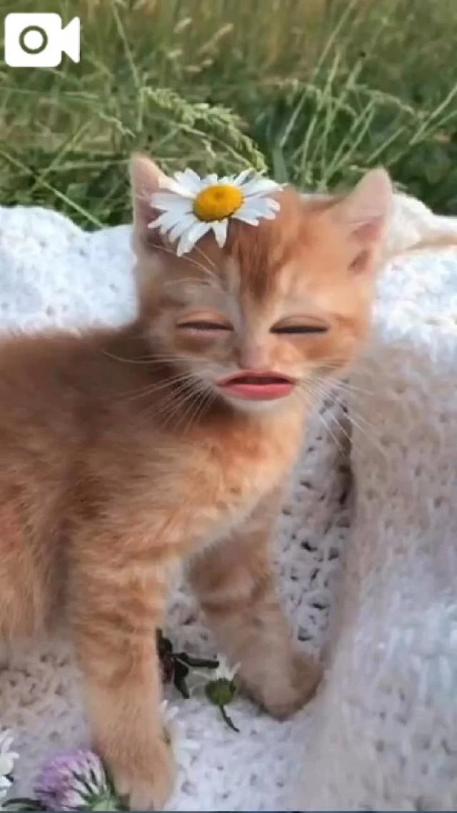 うたな