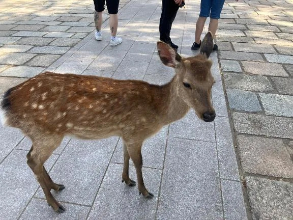 まどか