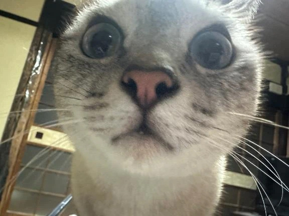 みんと