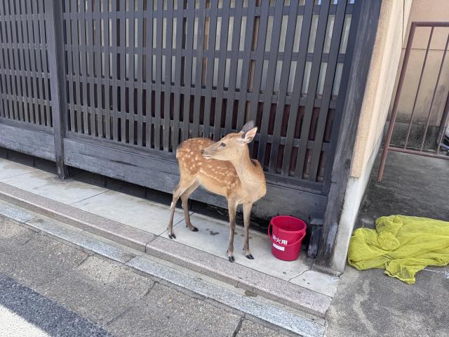 やよい