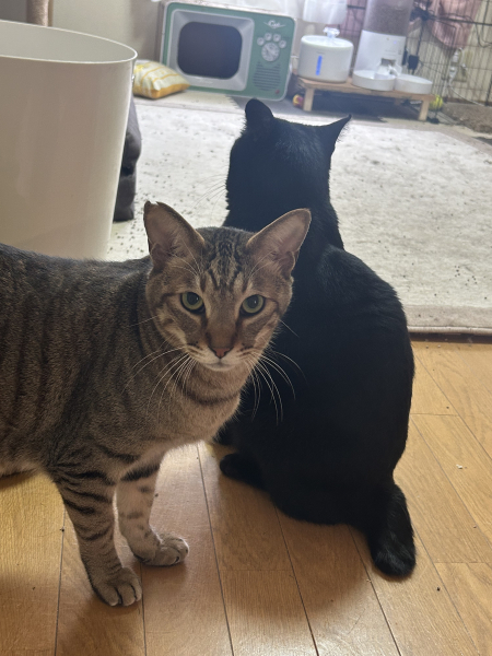 まこ