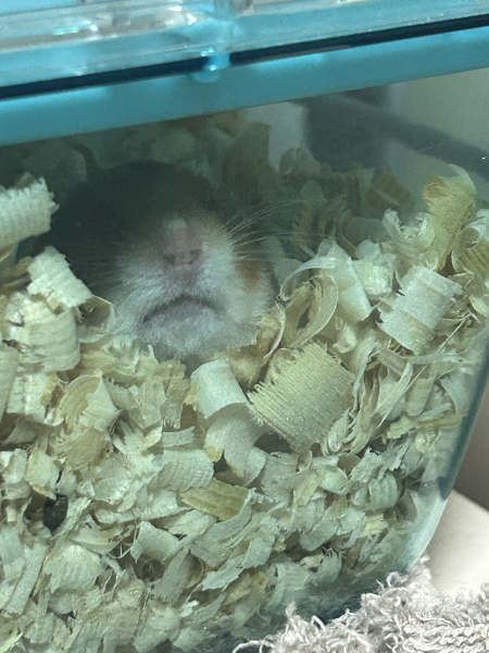 れい
