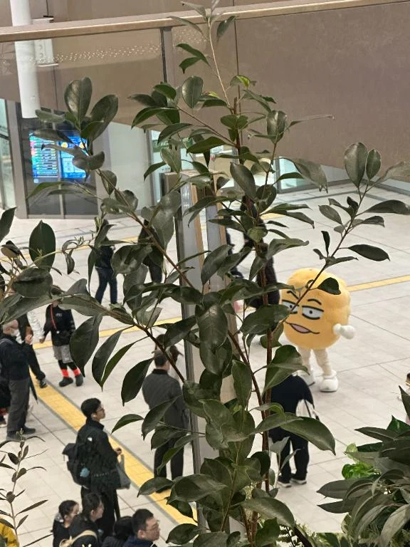 みんと