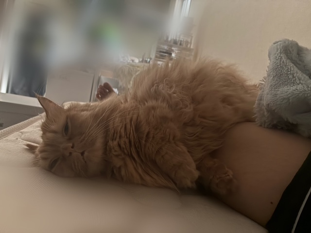 さくら