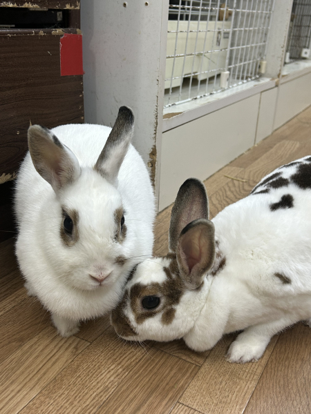 あずさ
