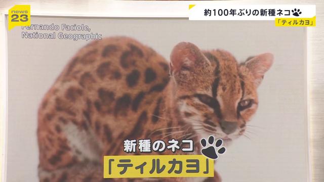 エンジェル