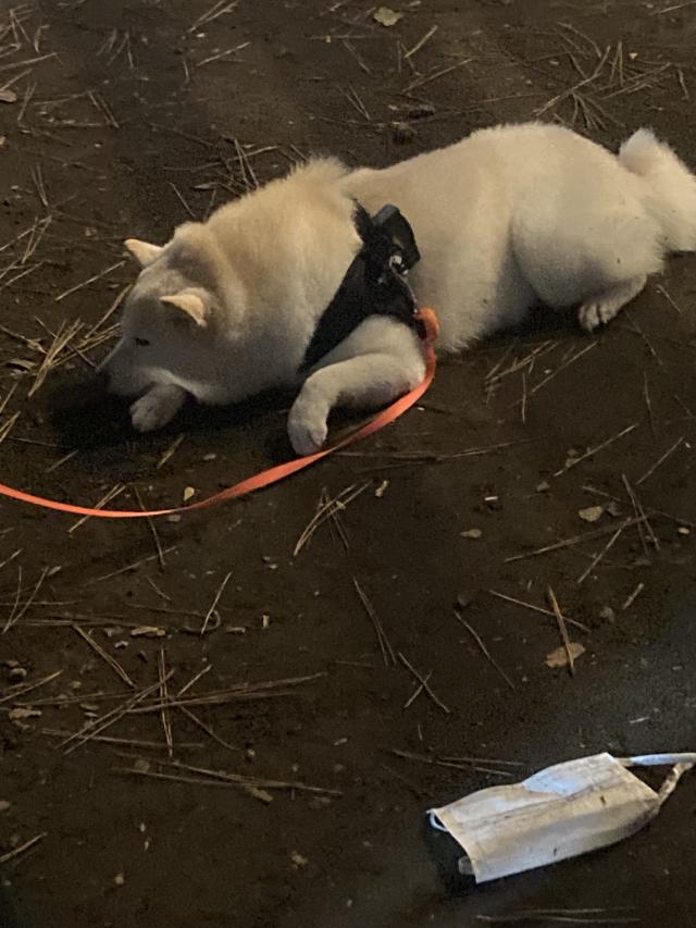 さくら