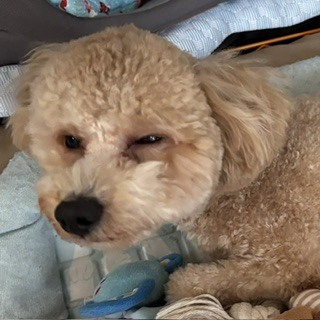 うい