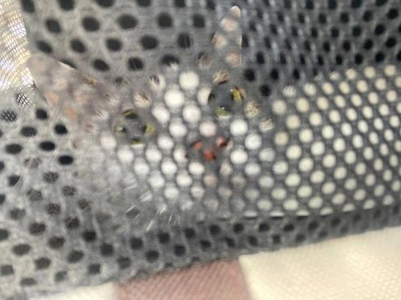 りんご