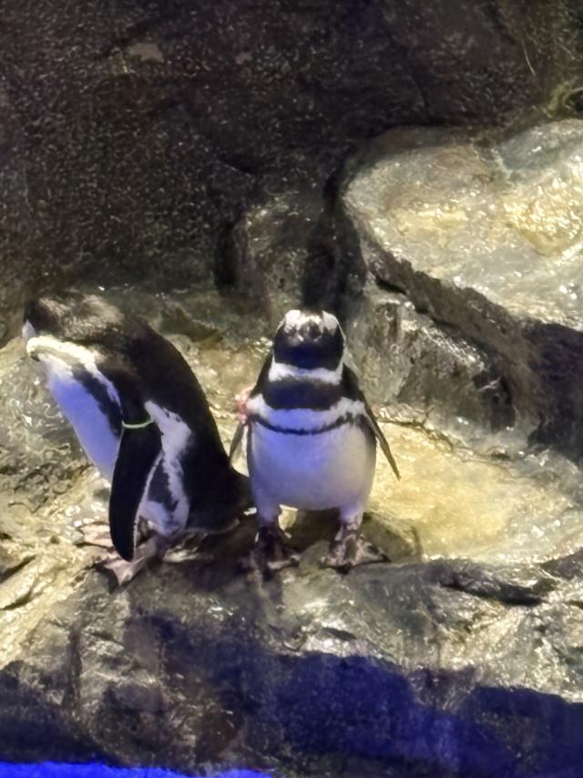 もえか