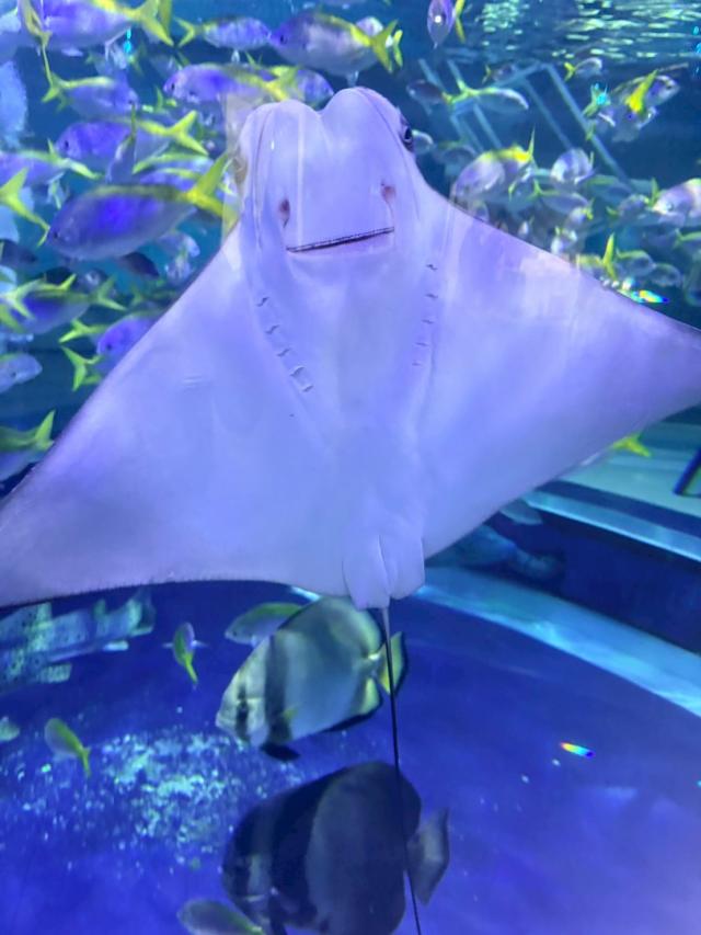 ひかり