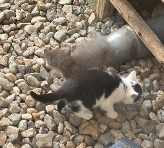 みはや