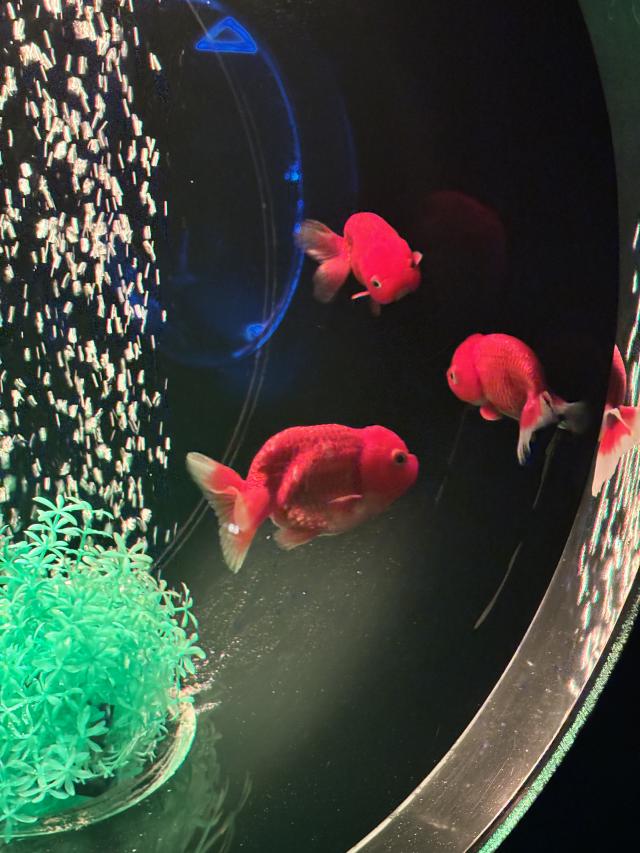 あおい