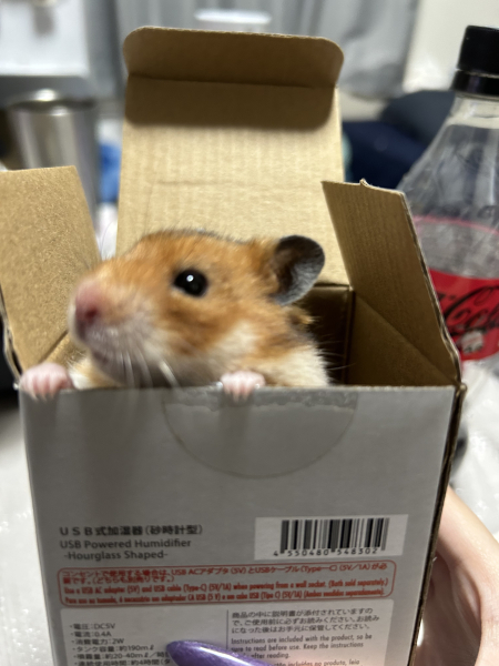れい